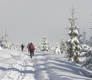 Zimní běžecké trasy v České Kanadě