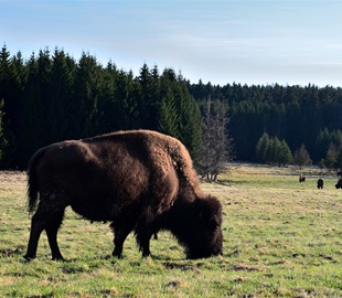 Ohrada bizonů amerických, Veclov